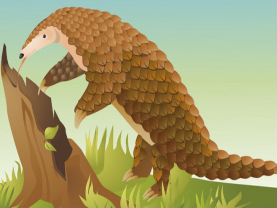 穿山甲会用什么方法捕捉蚂蚁