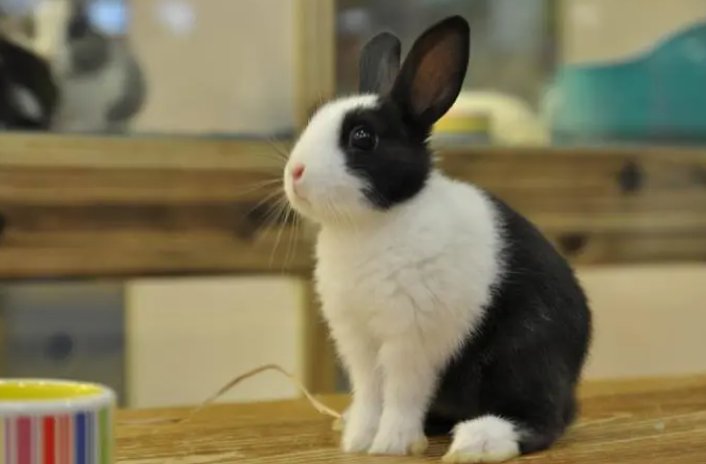 萧墙之祸打一生肖