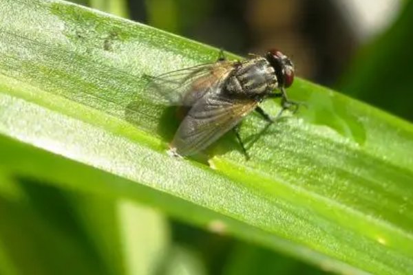 苍蝇拼音怎么读