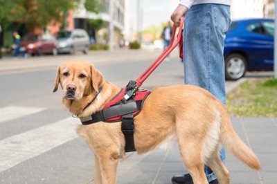 被人顺走的导盲犬已平安回家！究竟被何人顺走？