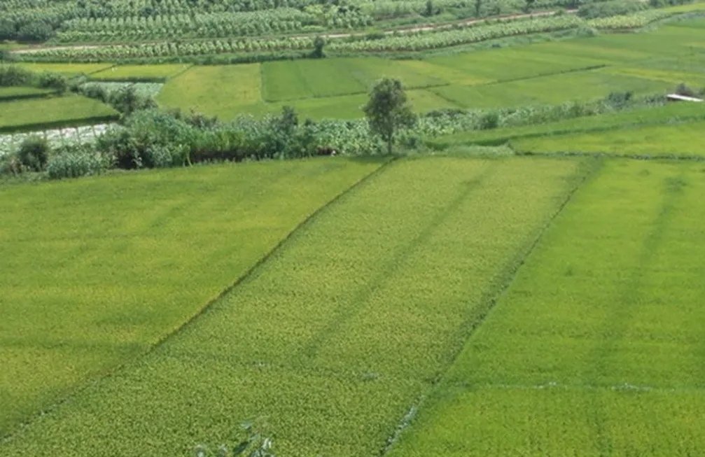 重庆两米高巨型稻试种成功，试种巨型稻需要哪些条件