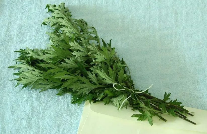 艾草可以用来制作“印泥”吗？