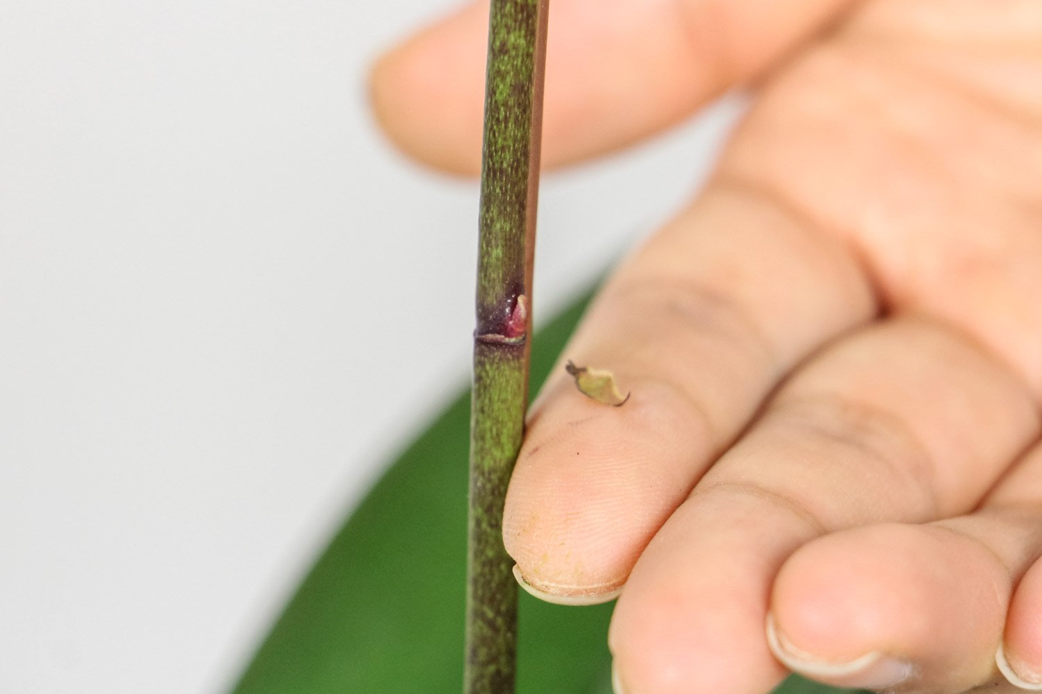 蝴蝶兰在一天中什么时候开花？