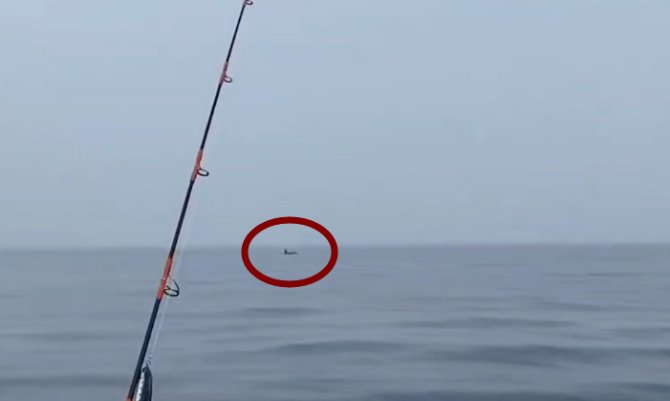 辽宁海域现成群大型海兽说明了什么？