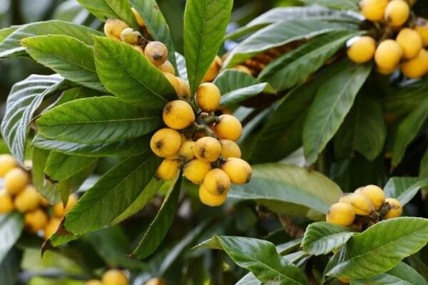 科学家用一辈子为枇杷改名，枇杷原产地到底是中国还是日本?