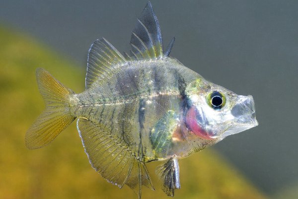 什么是玻璃鱼？