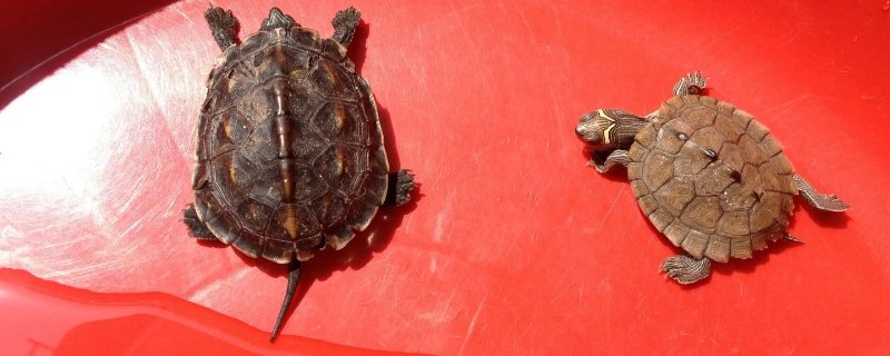 乌龟冻成冰了会活么?