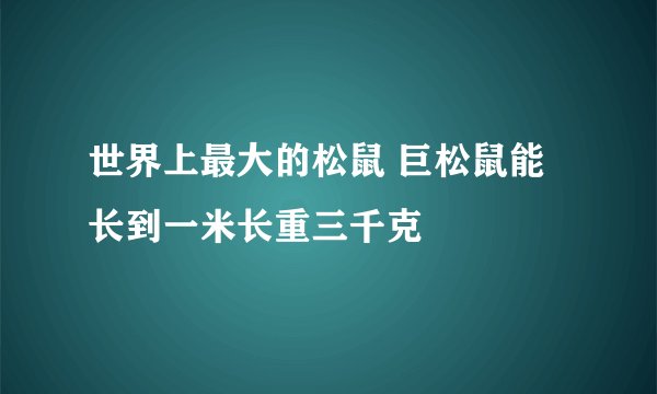 世界上最大的松鼠 巨松鼠能长到一米长重三千克