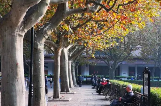 梧桐报秋和哪个成语有关