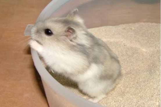 仓鼠快死的七种表现