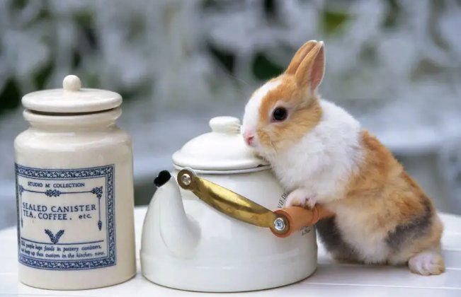 萧墙之祸打一生肖