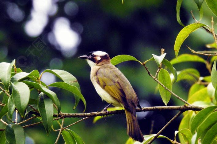 傍字组词二年级上册