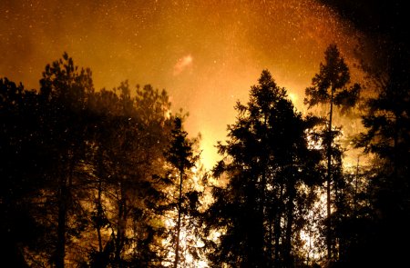 蔓延的解释意思