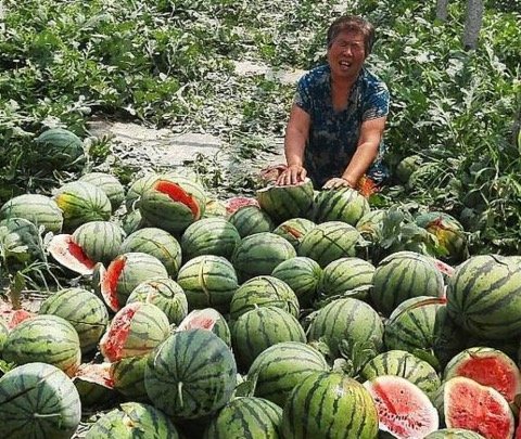 城管回应瓜农路边摔西瓜,城管是如何回应的?