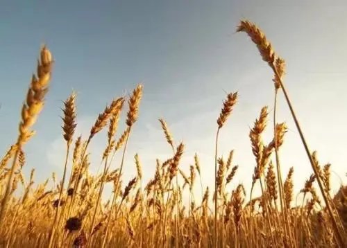 我国四大主要粮食作物是什么？这四种农作物分别有什么特点？