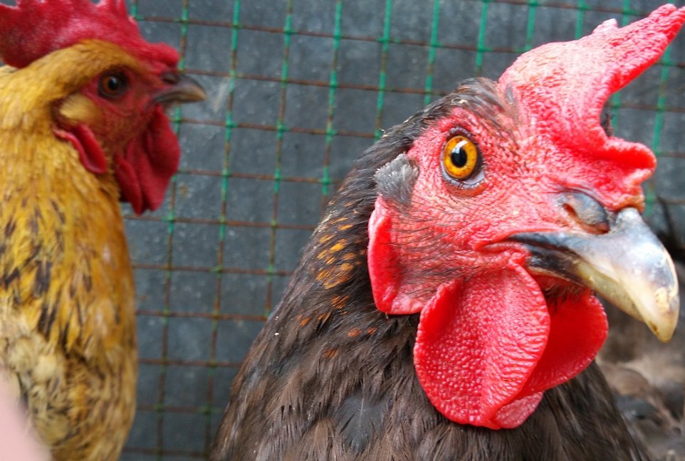 伫候佳音正确生肖