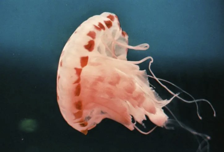 jellyfish什么意思