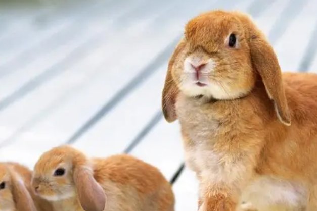 不足回旋什么肖