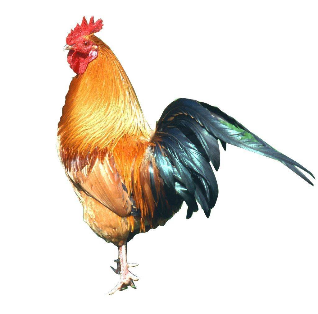 横七竖八的生肖