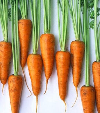 胡萝卜是长的好些还是短的好些