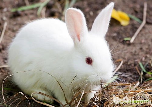 兔子应该怎么抱啊？