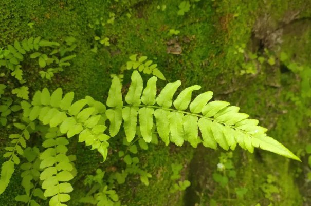 在自然界中满江红指的是什么