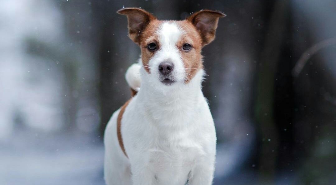 46已婚男说马屁没拍到拍到驴蹄子去了什么意思？