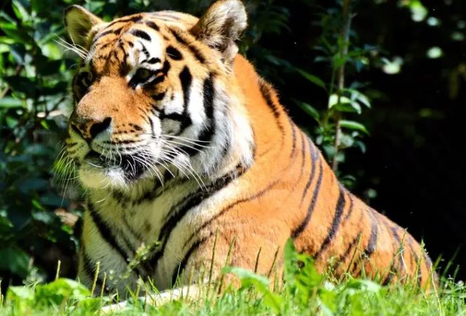 胆破心惊猜一生肖