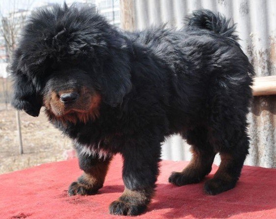 北京金浩獒园的介绍