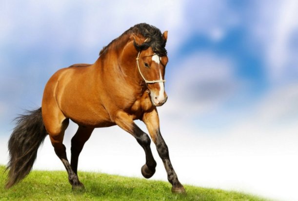 缺三短四猜一生肖