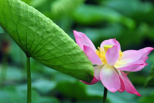 怎样的池塘开满了荷花?