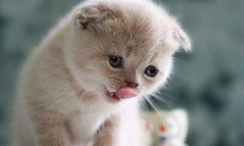 猫驱虫多少钱一次？