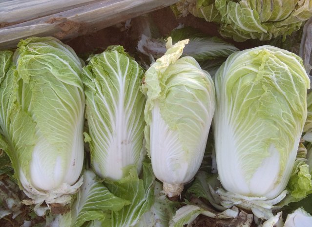 小鸡宝宝考考你：鲁迅笔下的“胶菜”指的是哪种菜？