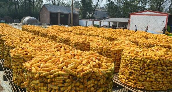 今年夏天罕见高温干旱，为什么何秋粮还丰收呢？