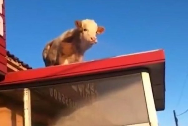 内蒙古一头牛跳上房顶奔跑,最终是如何脱险的?