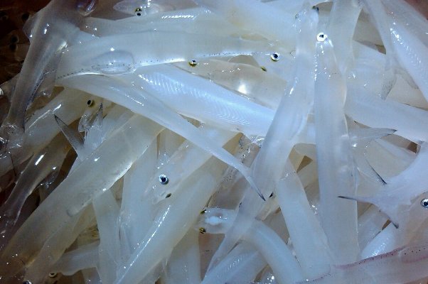 什么是玻璃鱼？