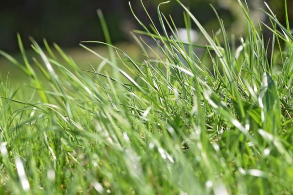 草的笔顺正确写法