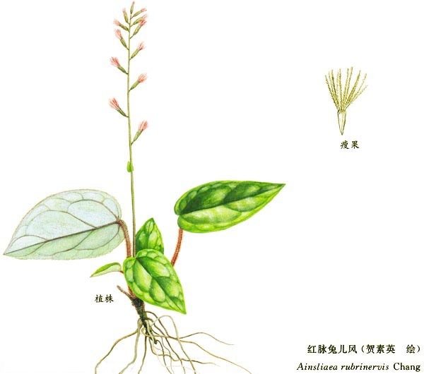 青兔耳风的介绍