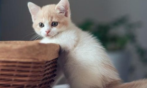 猫驱虫多少钱一次？