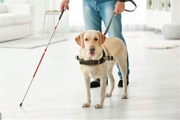 被人顺走的导盲犬已平安回家！究竟被何人顺走？