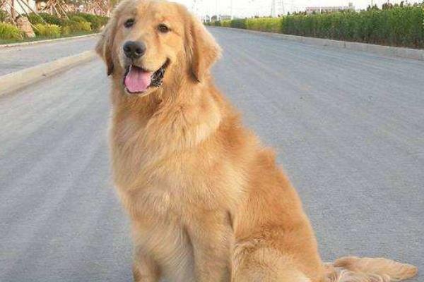 被人顺走的导盲犬已平安回家！究竟被何人顺走？