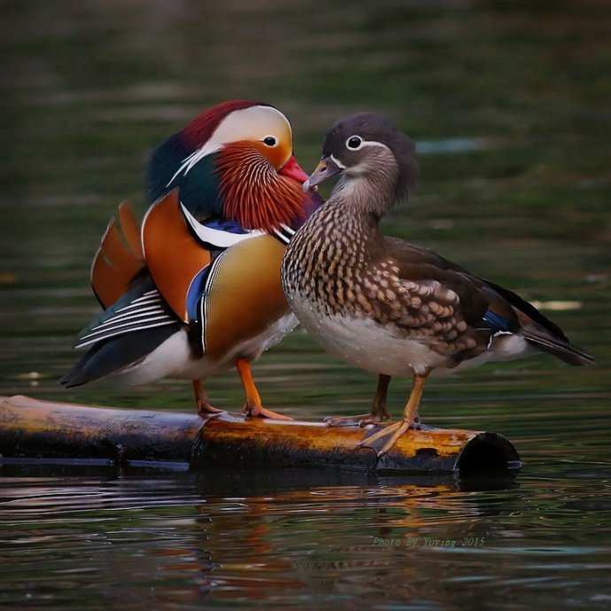 鸳鸯有什么词语吗？比如鸳鸯戏水