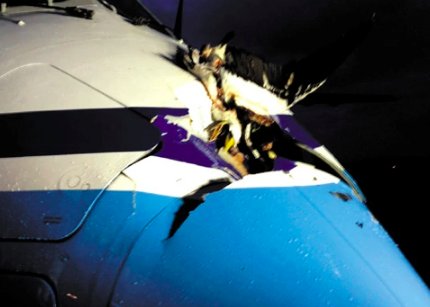 飞机如果被鸟撞上，后果到底有多严重？