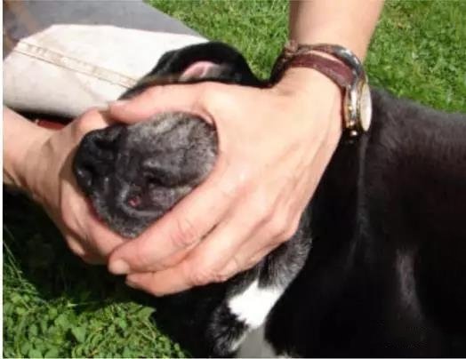 狗狗异物卡住怎么办 观察狗狗很重要