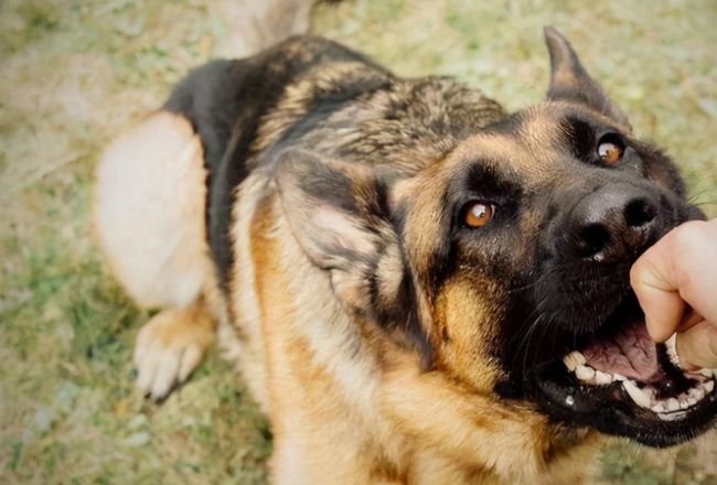 重庆男童被恶犬伤害，其父接受55万和解，养狗应该注意哪些规矩？