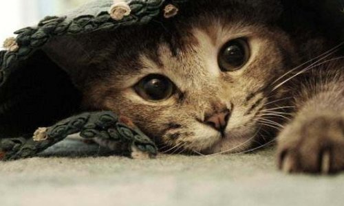 猫驱虫多少钱一次？