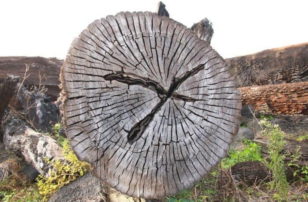 除了砍下来看之外，怎么判断树木年龄？