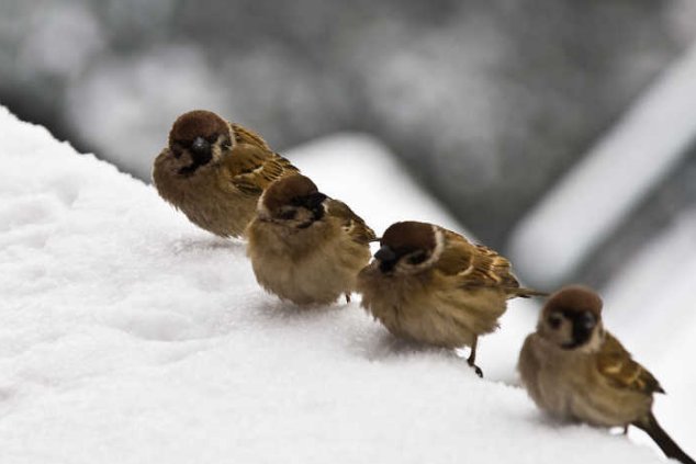 麻雀是怎么过冬的