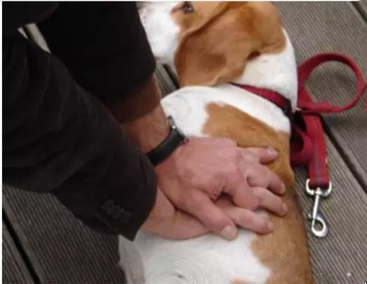 狗狗异物卡住怎么办 观察狗狗很重要