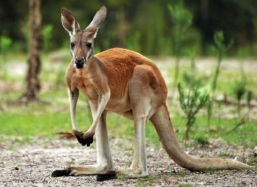 袋鼠在自然界中会有什么反击？